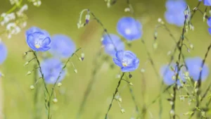 C&rsquo;est quoi le lin ? Tout savoir sur cette fibre végétale