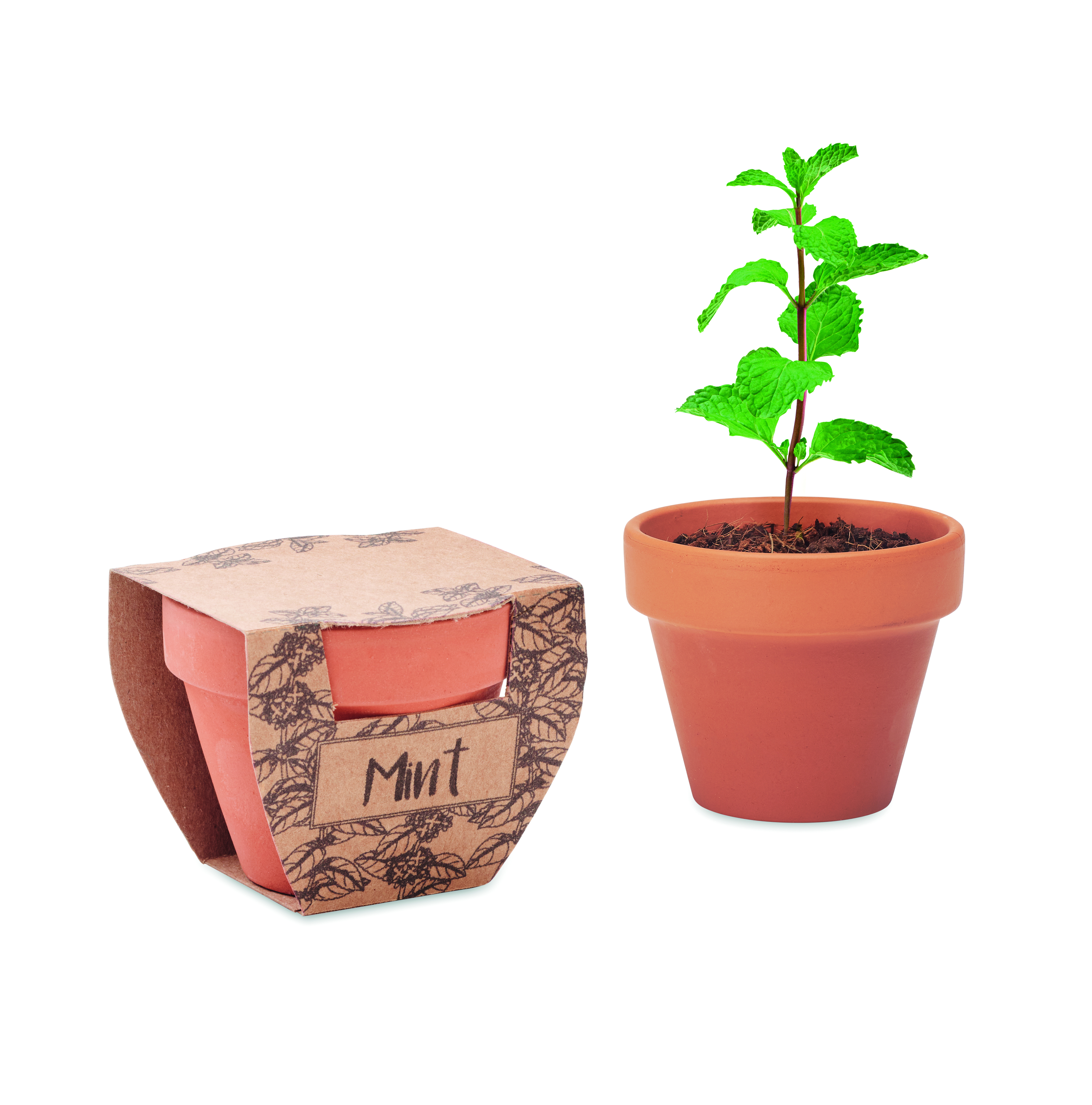 Petit pot de graines de menthe en terre cuite
