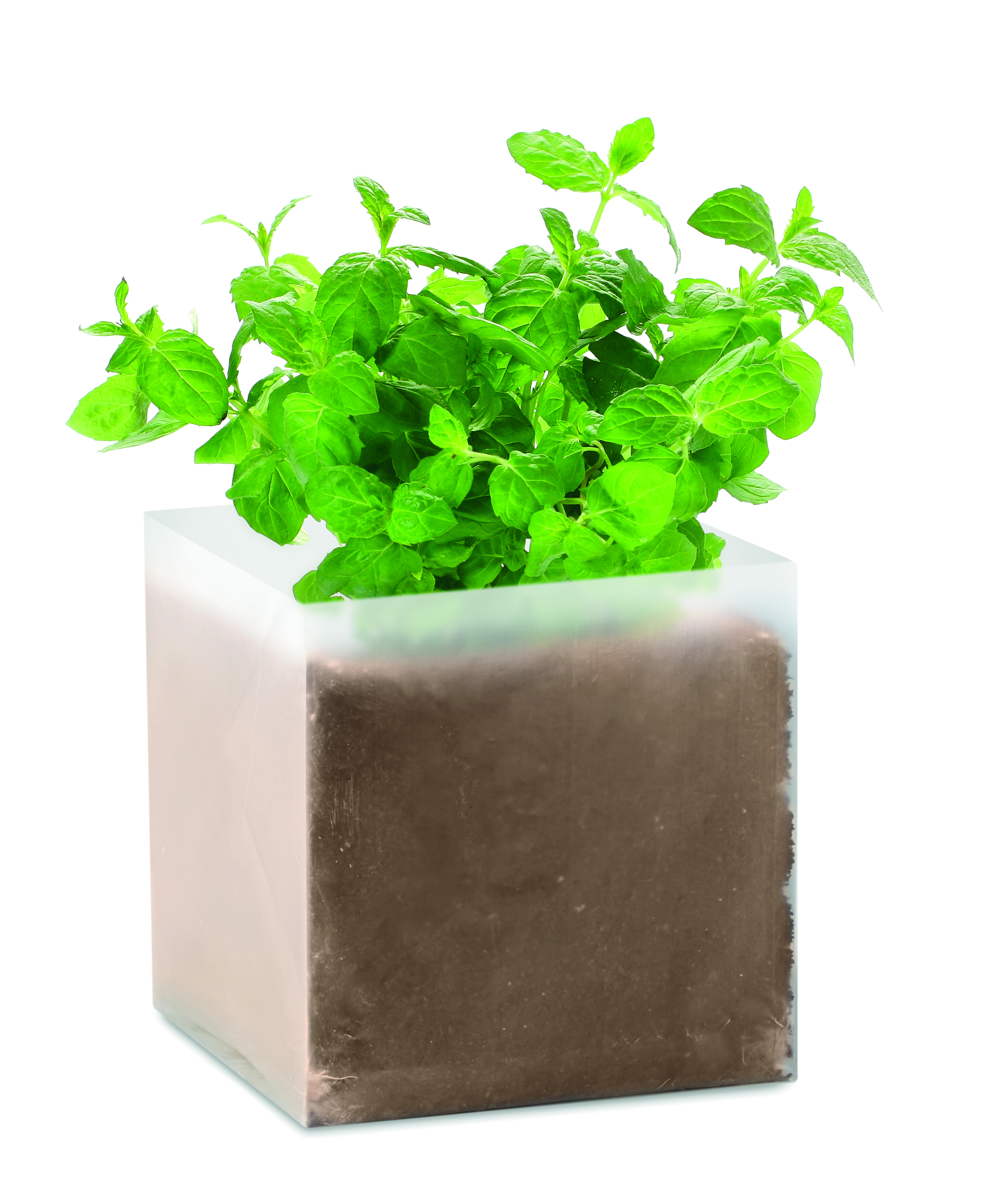 Kit de culture substrat et graines de menthe