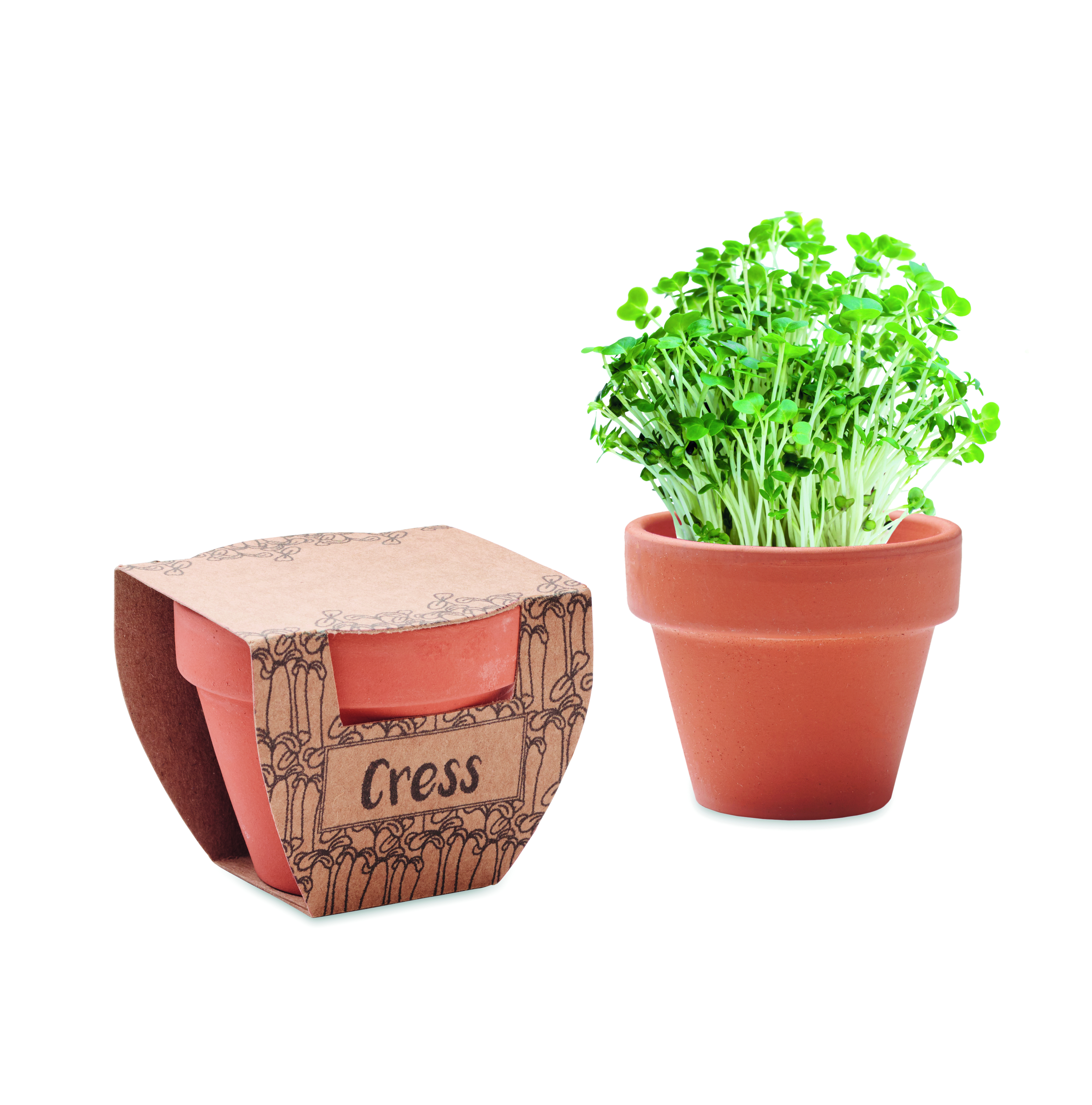 Pot de graines de cresson en terre cuite